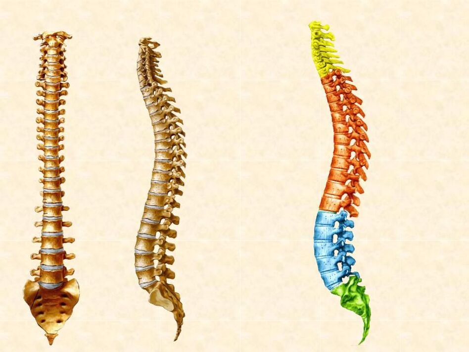 Partes da columna vertebral