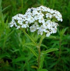 Yarrow para osteoartrite